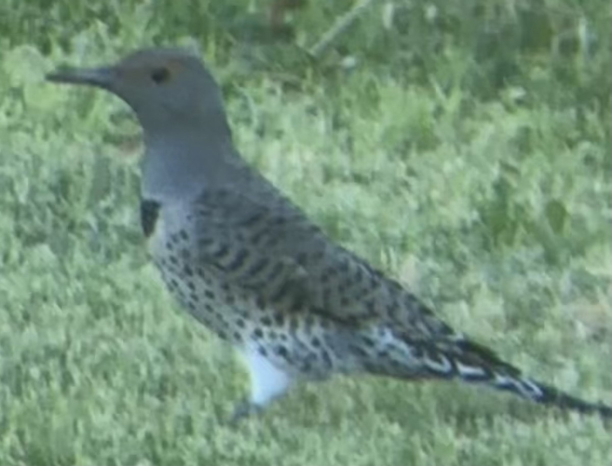 Northern Flicker (Yellow-shafted x Red-shafted) - ML643895873