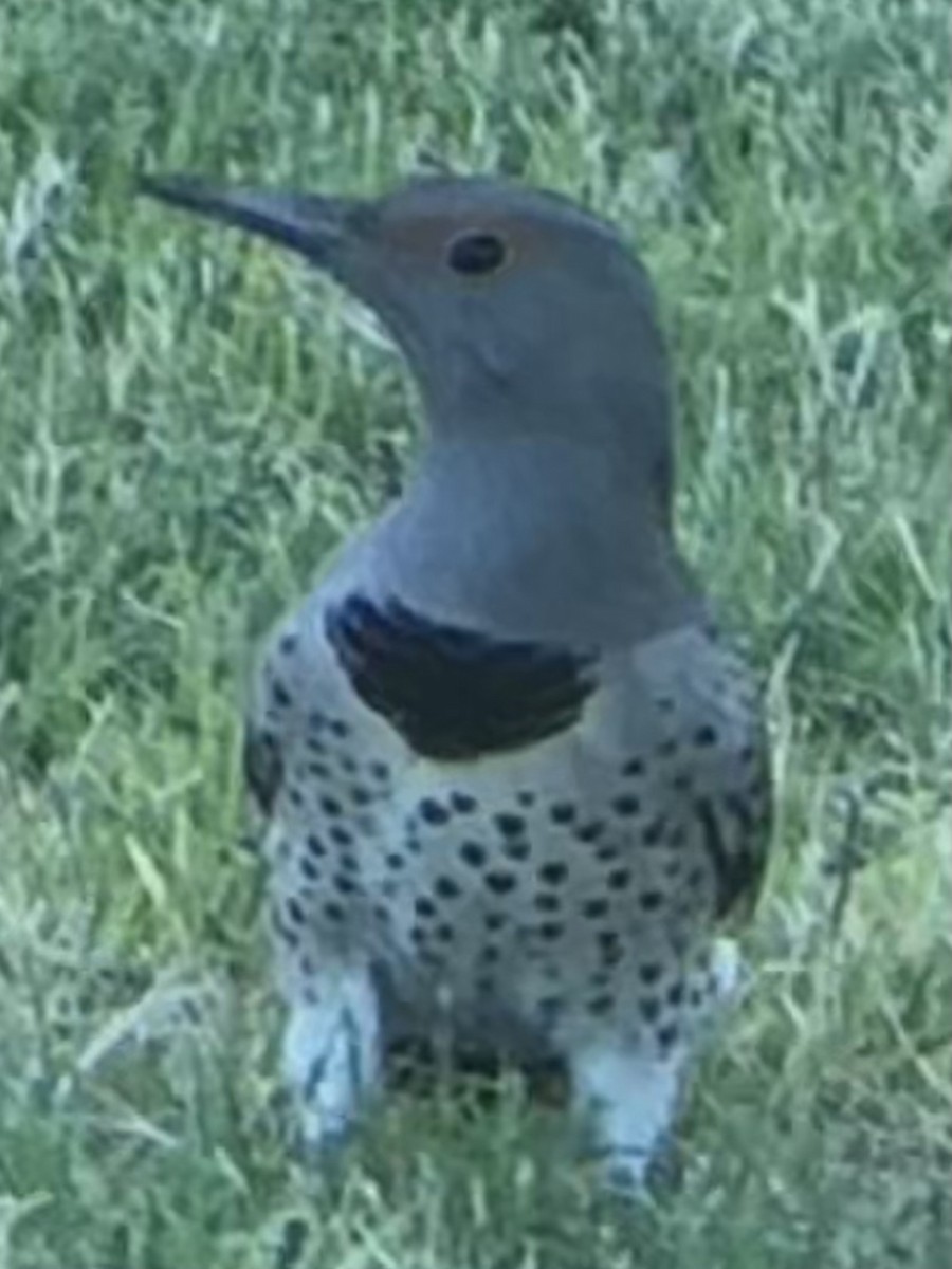 Northern Flicker (Yellow-shafted x Red-shafted) - ML643895875