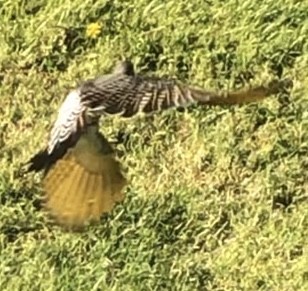 Northern Flicker (Yellow-shafted x Red-shafted) - ML643895877
