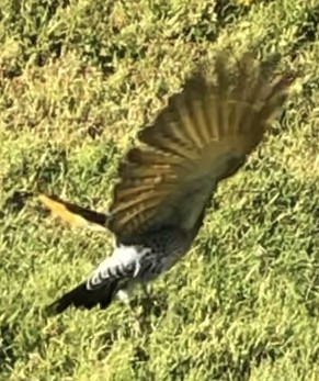 Northern Flicker (Yellow-shafted x Red-shafted) - ML643895878