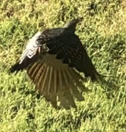 Northern Flicker (Yellow-shafted x Red-shafted) - ML643895881