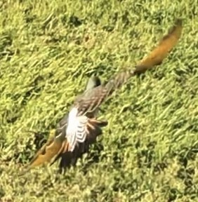 Northern Flicker (Yellow-shafted x Red-shafted) - ML643895883