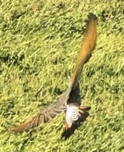 Northern Flicker (Yellow-shafted x Red-shafted) - ML643895886