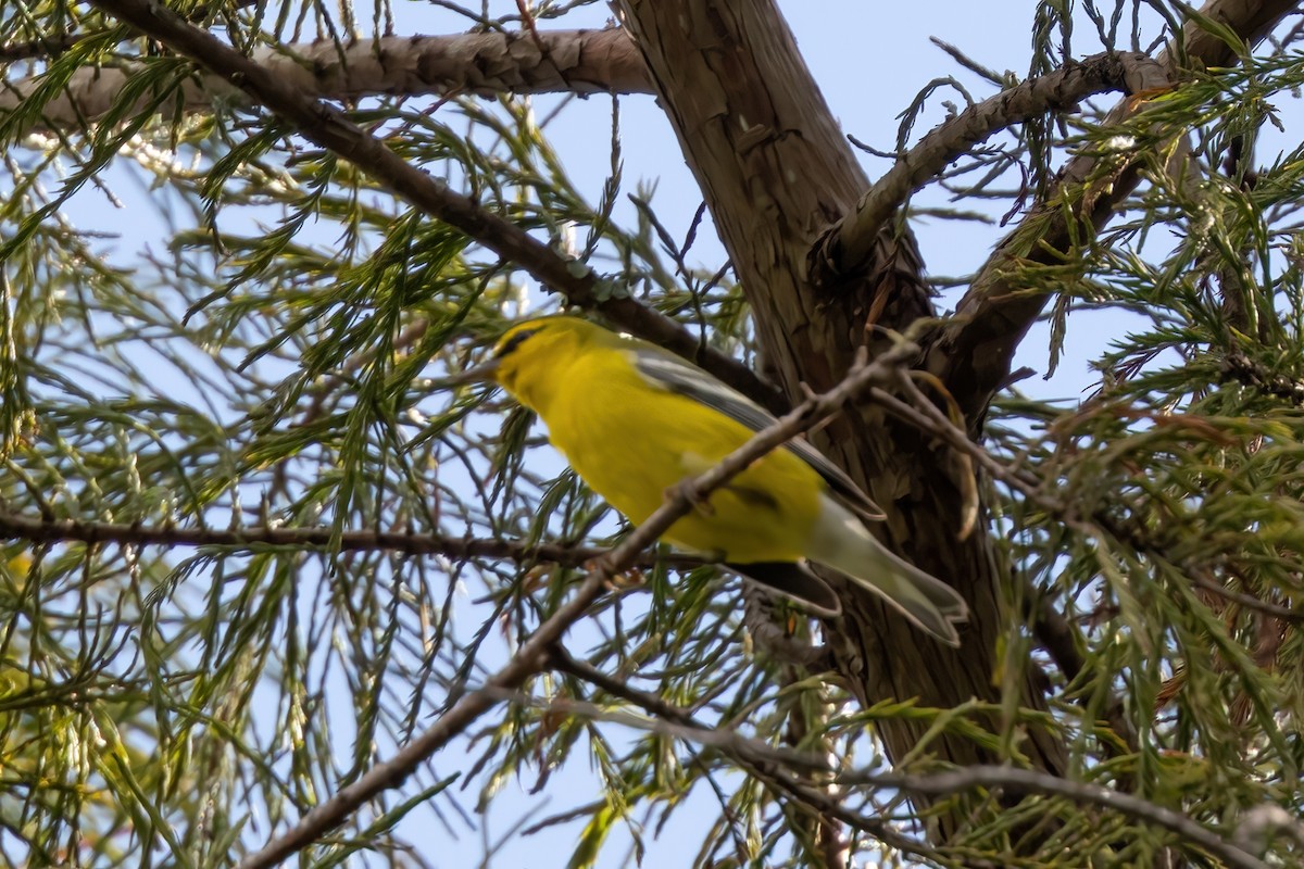 Blue-winged Warbler - ML643895888