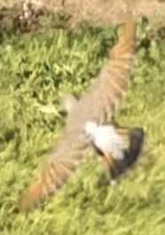 Northern Flicker (Yellow-shafted x Red-shafted) - ML643895889
