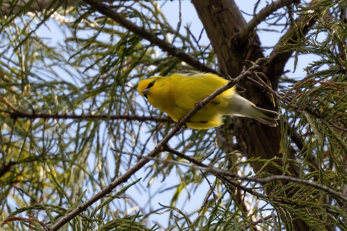 Blue-winged Warbler - ML643895890