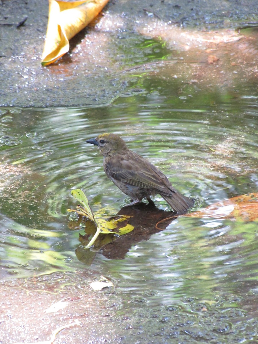 Foudi des Seychelles - ML643895892
