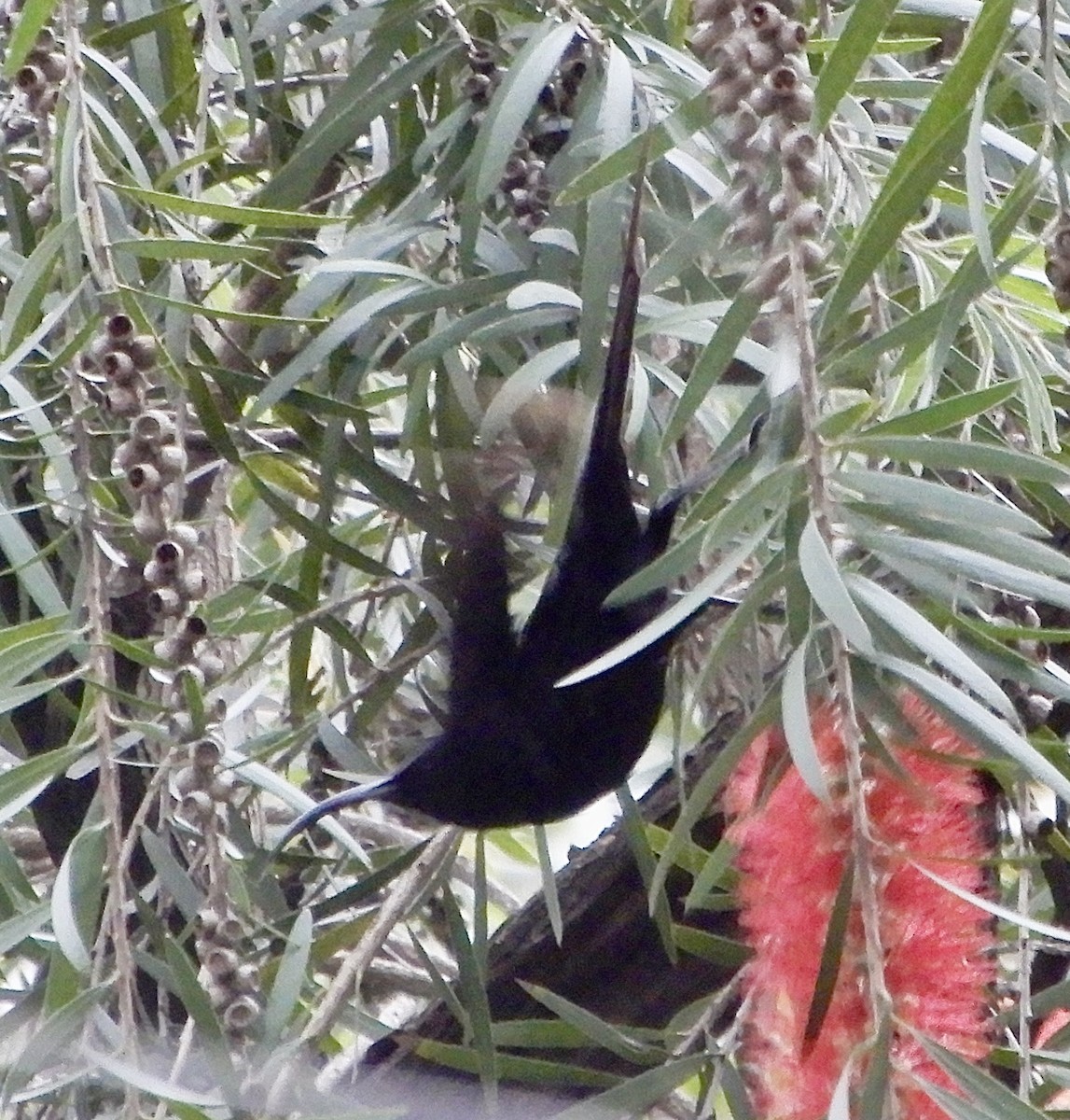 Tacazze Sunbird - ML643895893