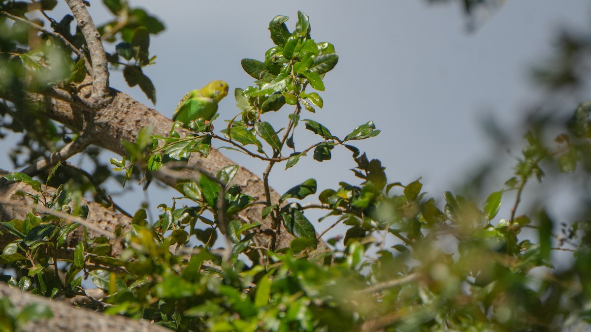 Budgerigar - ML643895898