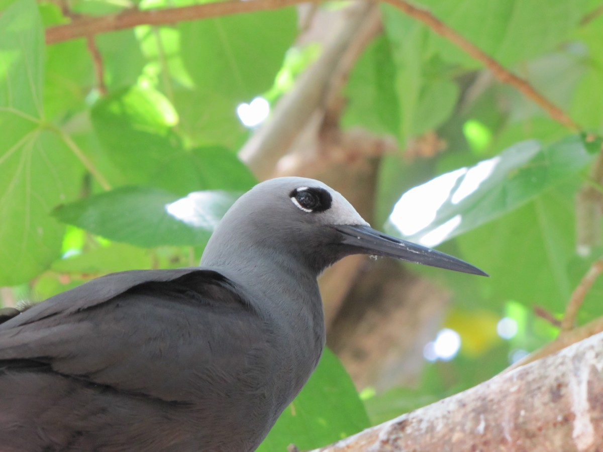 Lesser Noddy - ML643895904