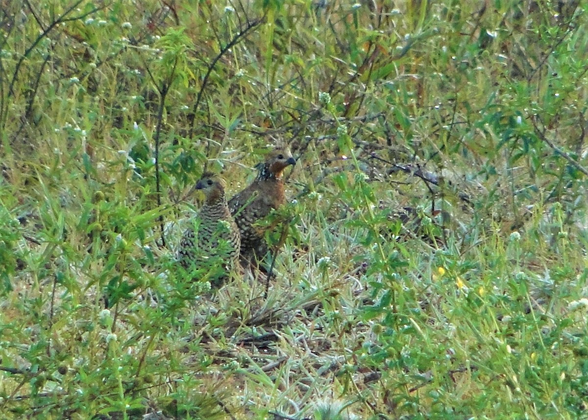 Crested Bobwhite - Carlos Otávio Gussoni