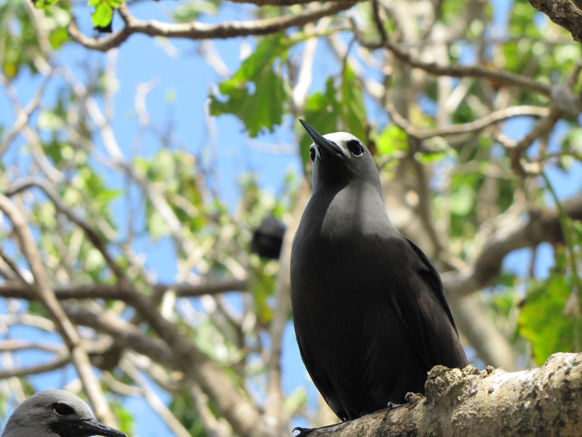 Lesser Noddy - ML643895915