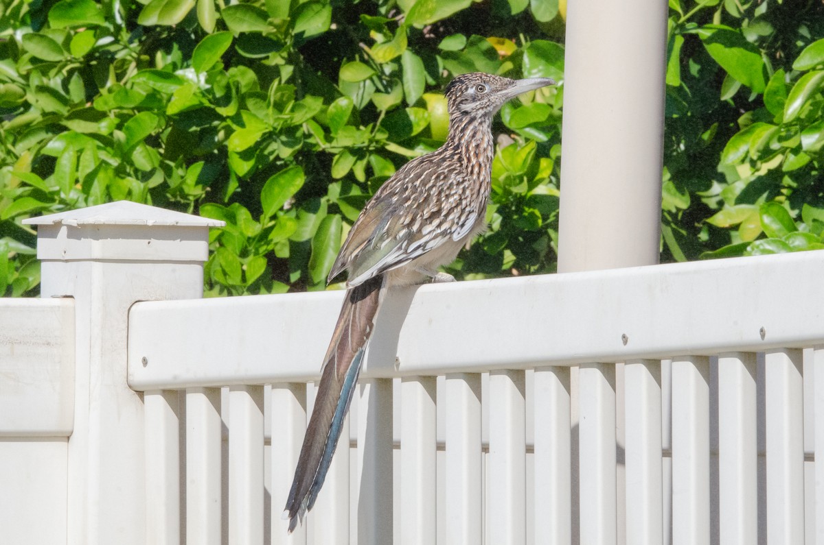 Greater Roadrunner - ML643895922
