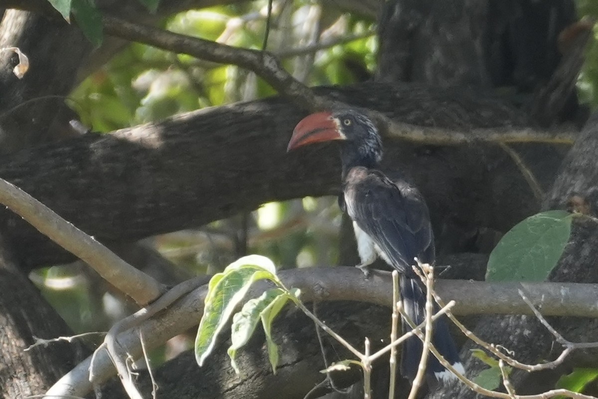 Crowned Hornbill - ML643895930