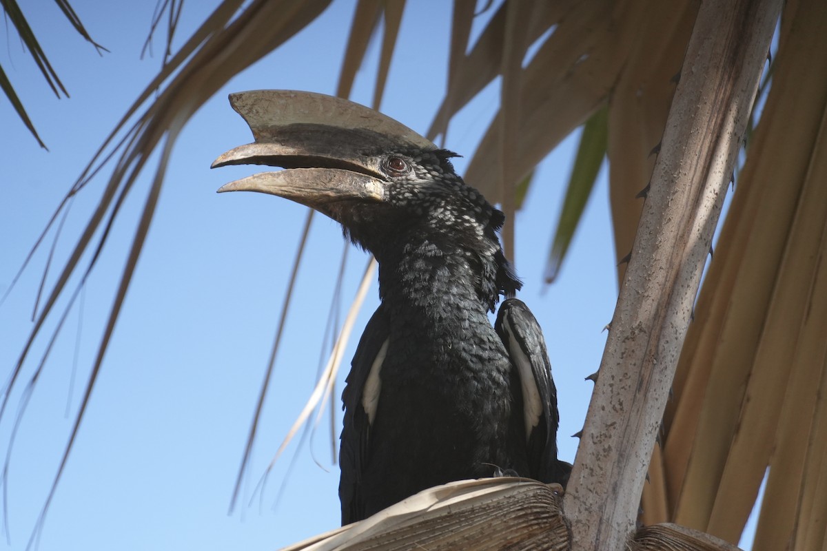 Silberwangen-Hornvogel - ML643895934