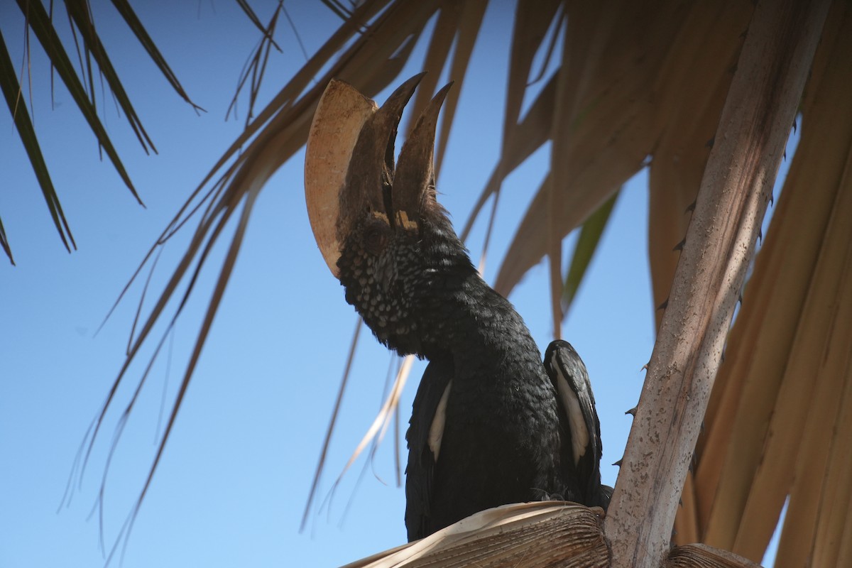 Silberwangen-Hornvogel - ML643895935