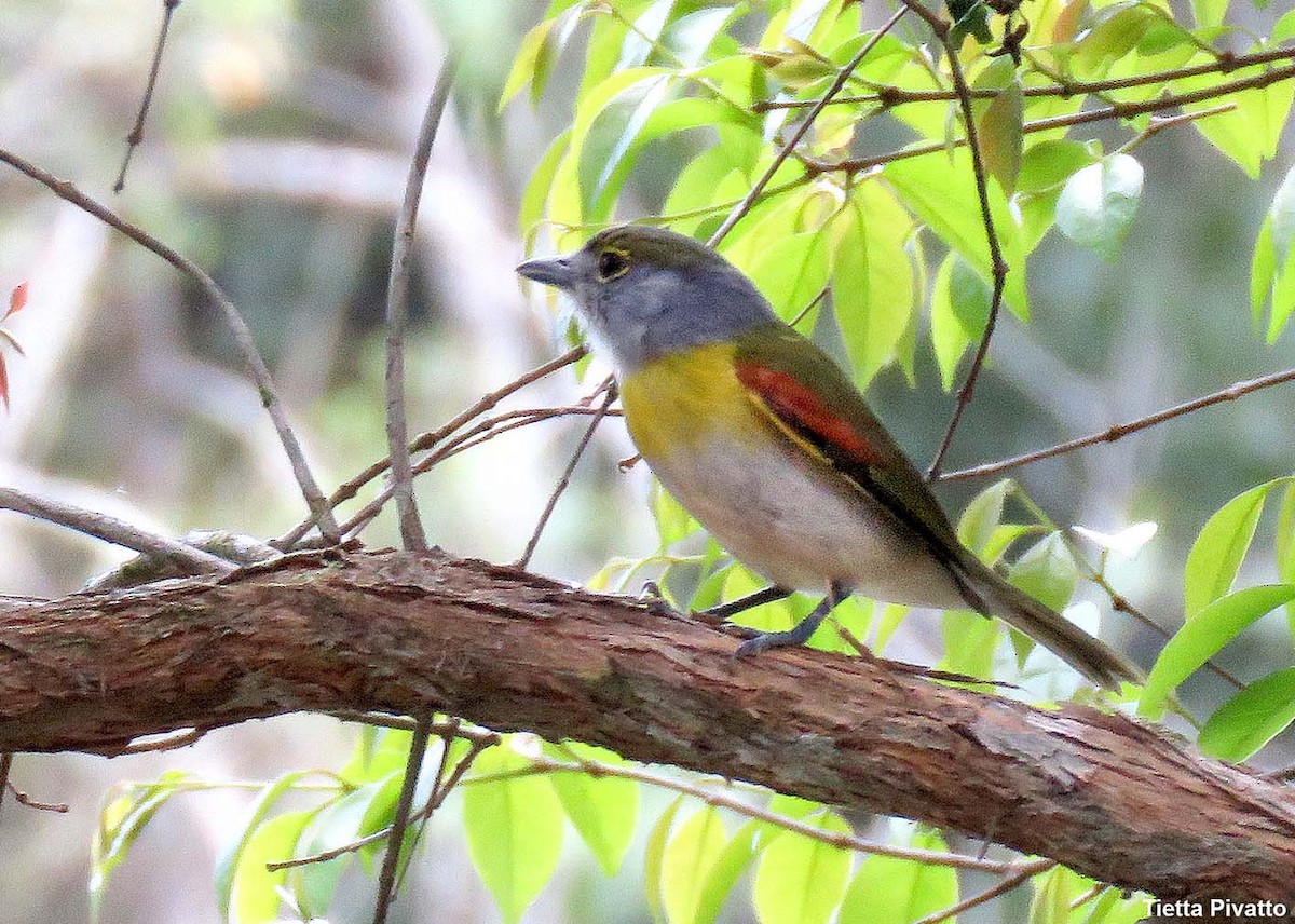 Green-backed Becard (Green-backed) - ML643895937