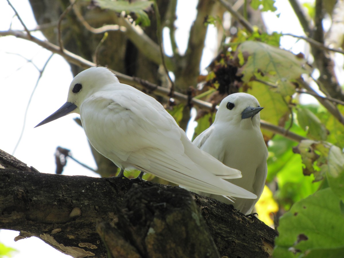 White Tern - ML643895938