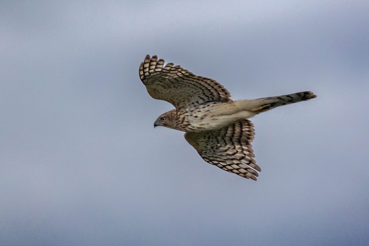 Cooper's Hawk - ML643895939