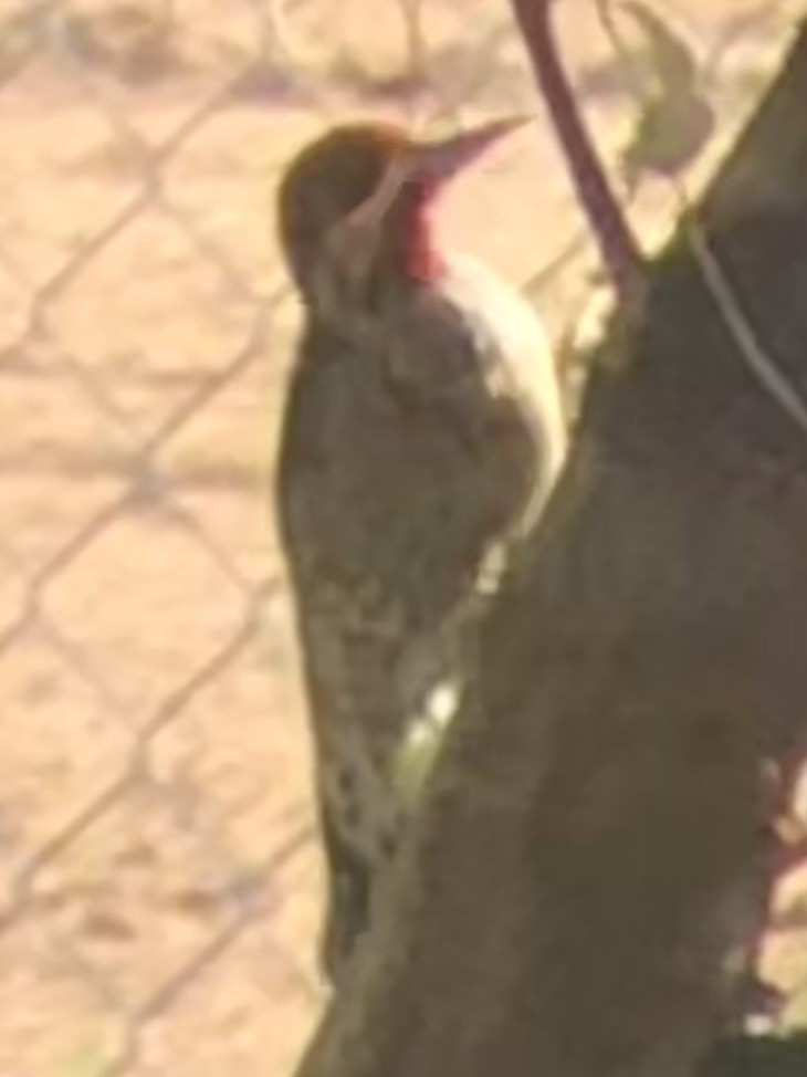 Red-naped Sapsucker - ML643895949