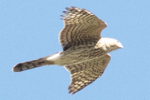Cooper's Hawk - ML643895963