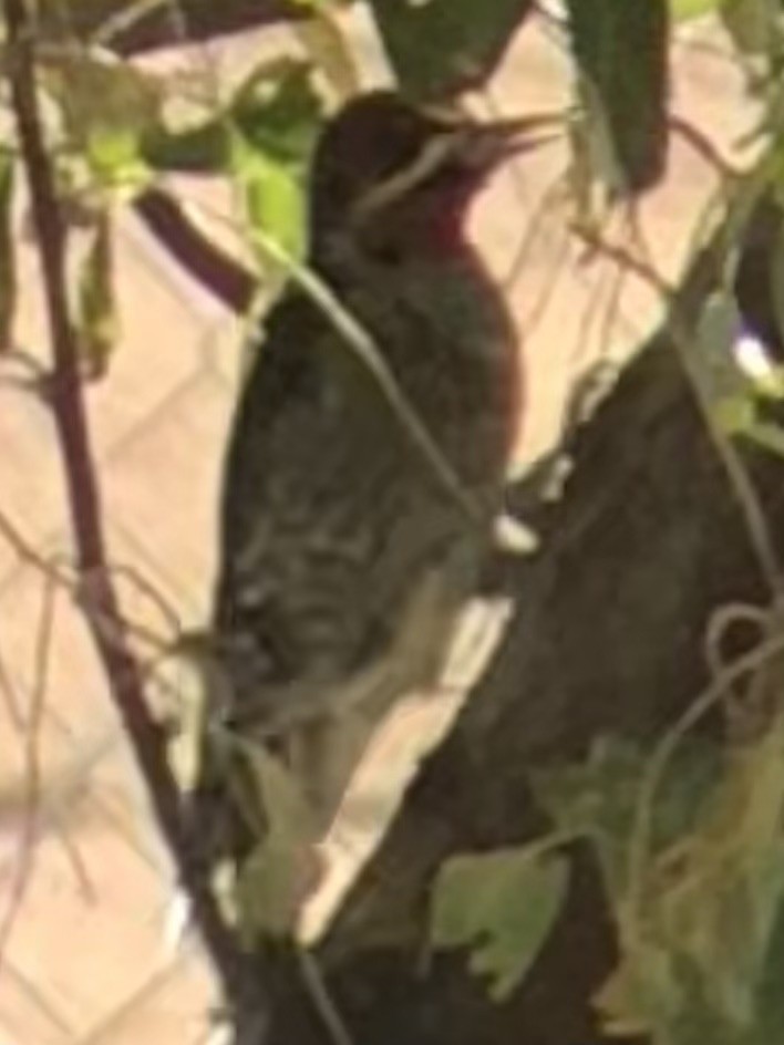 Red-naped Sapsucker - ML643895971