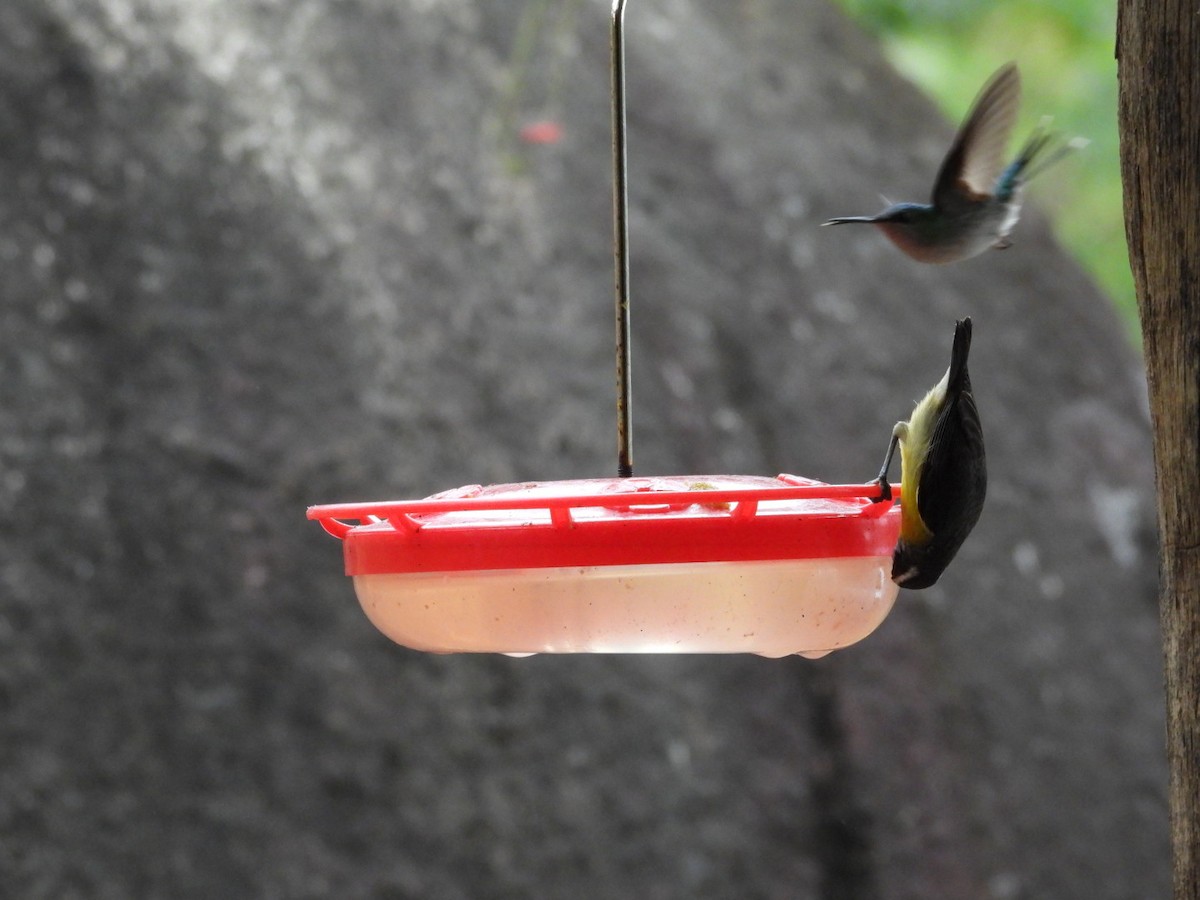 Bananaquit - ML643895974