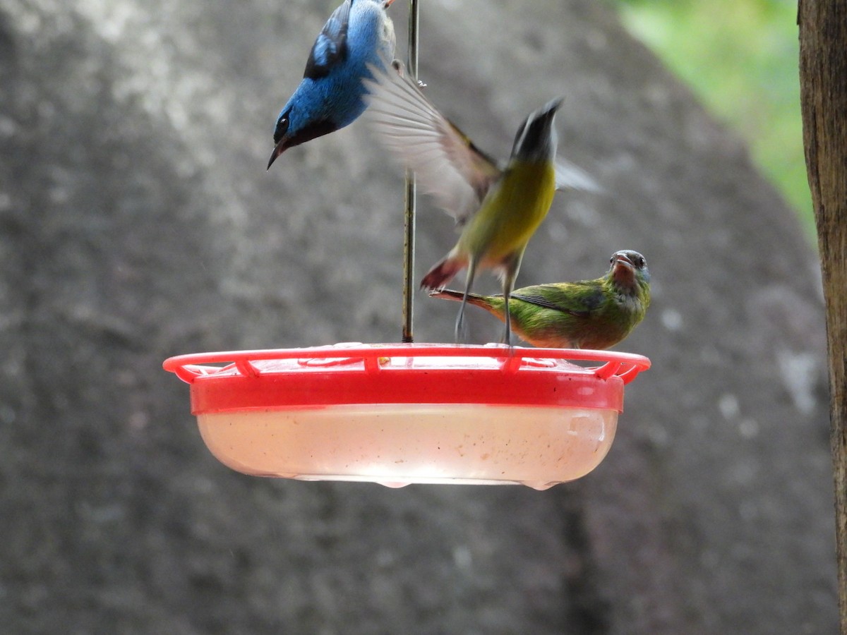 Bananaquit - ML643895975