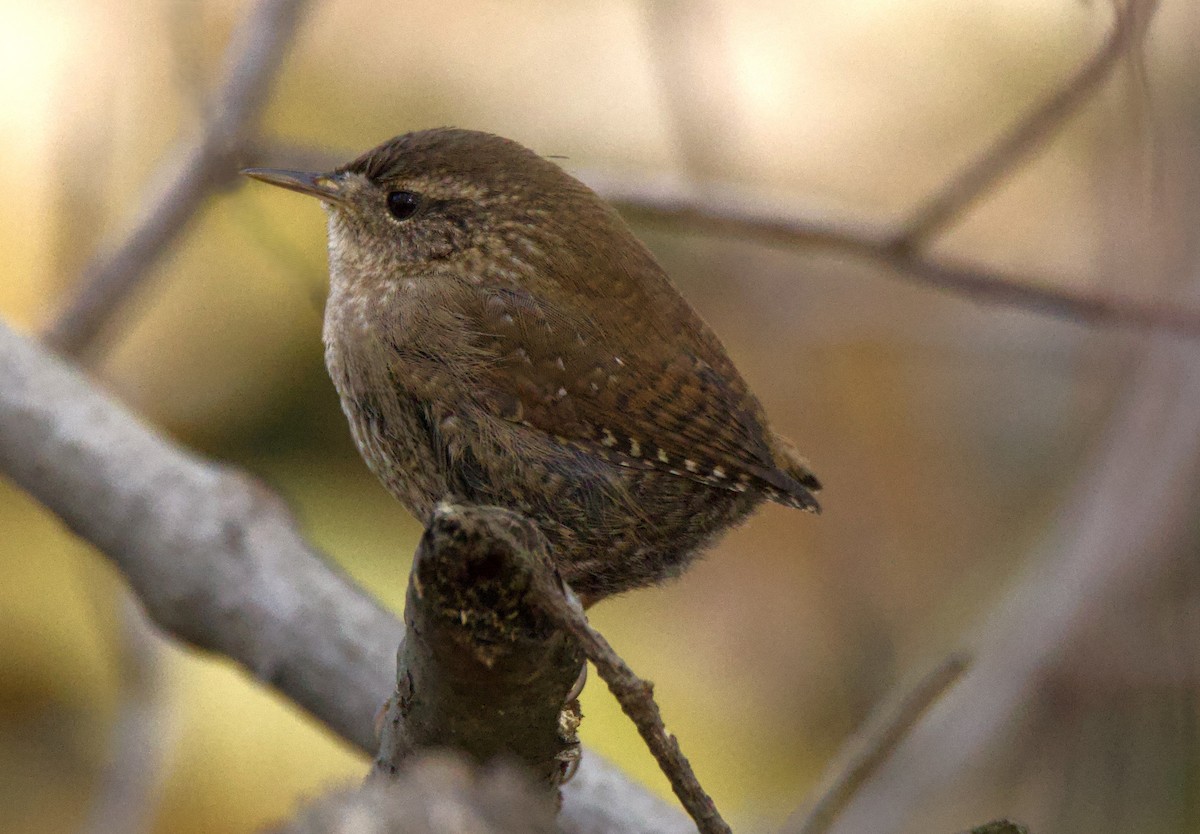 Winter Wren - ML643895998