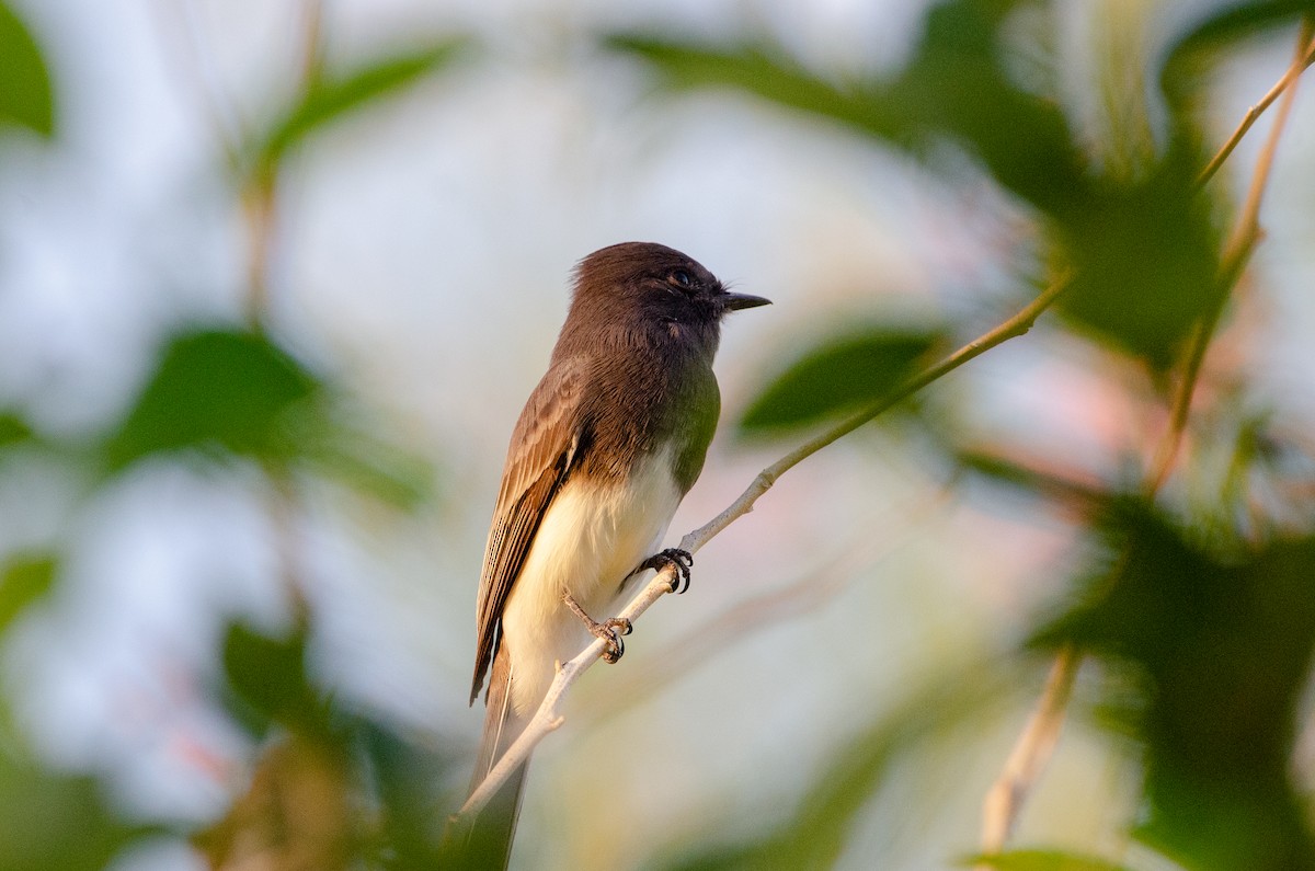 Black Phoebe - ML643896000