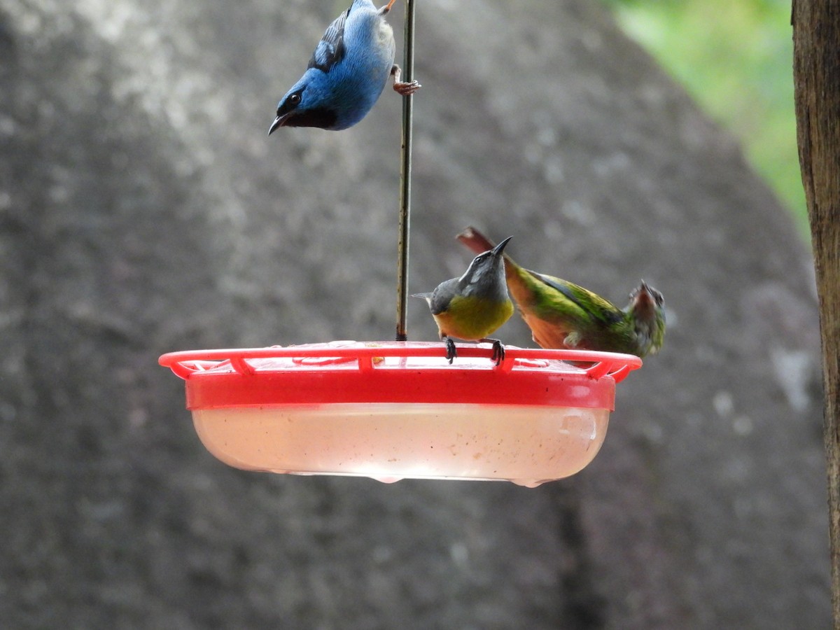 Blue Dacnis - ML643896002
