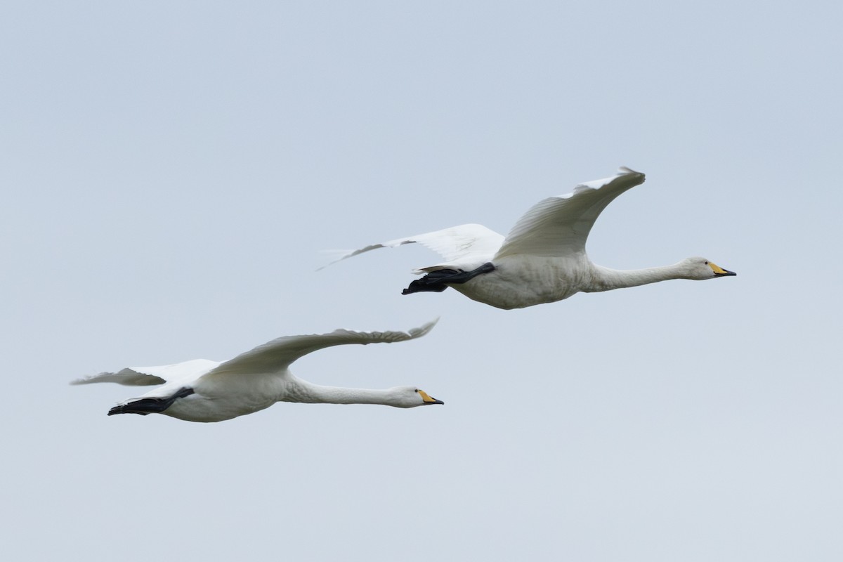 Whooper Swan - ML643896017