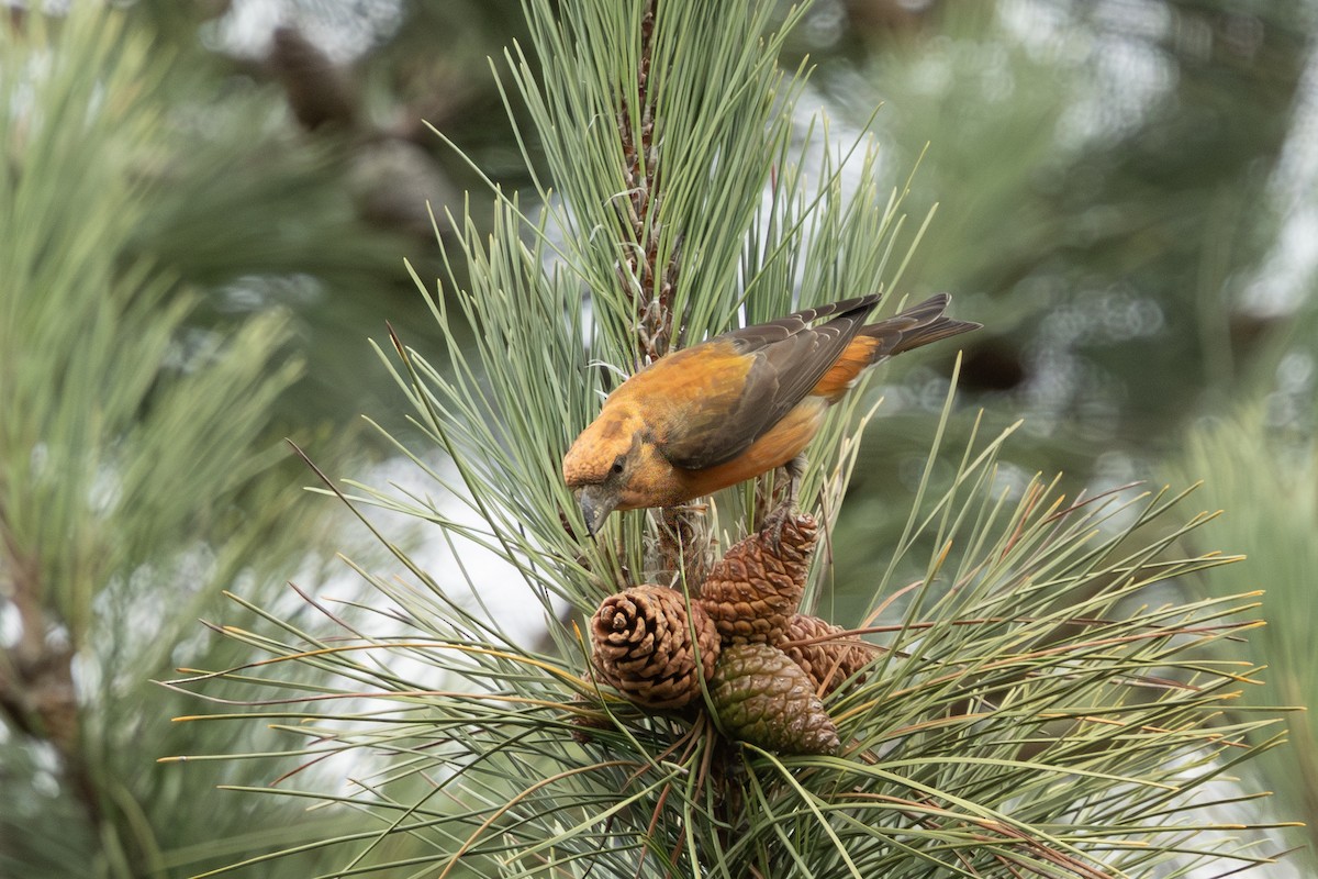 Red Crossbill - ML643896024