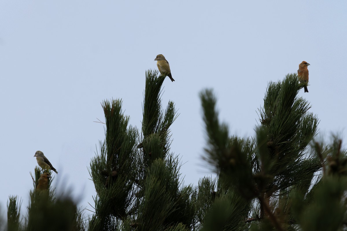 Red Crossbill - ML643896025