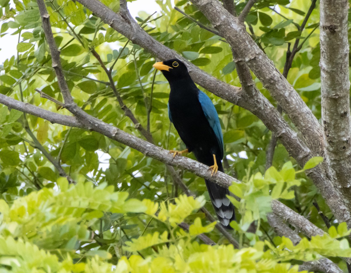 Yucatan Jay - ML643896034