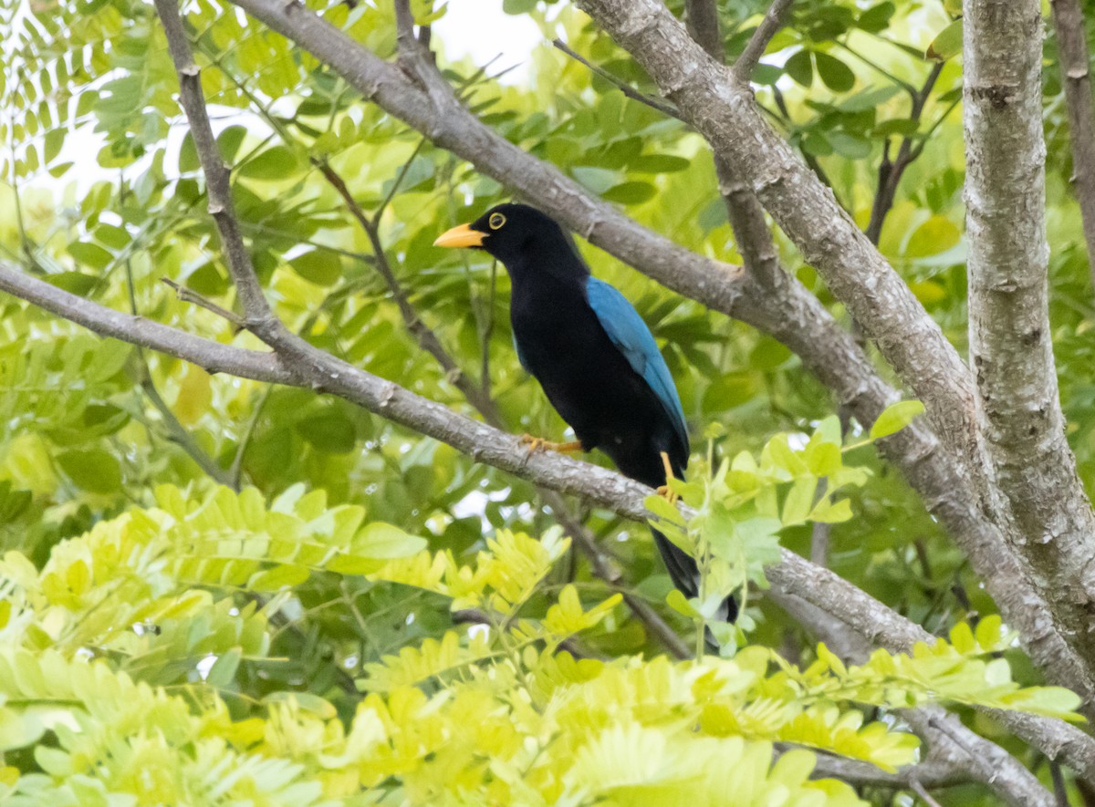 Yucatan Jay - ML643896035