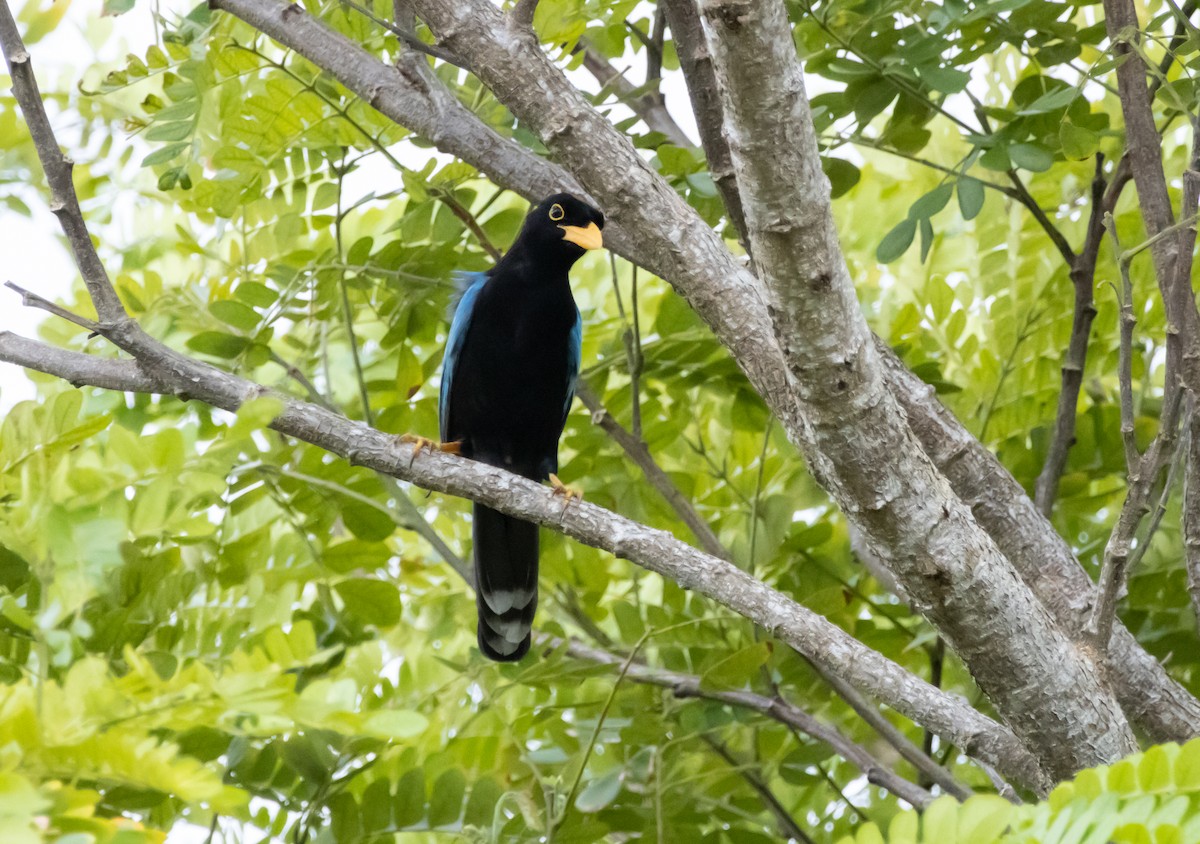 Yucatan Jay - ML643896036