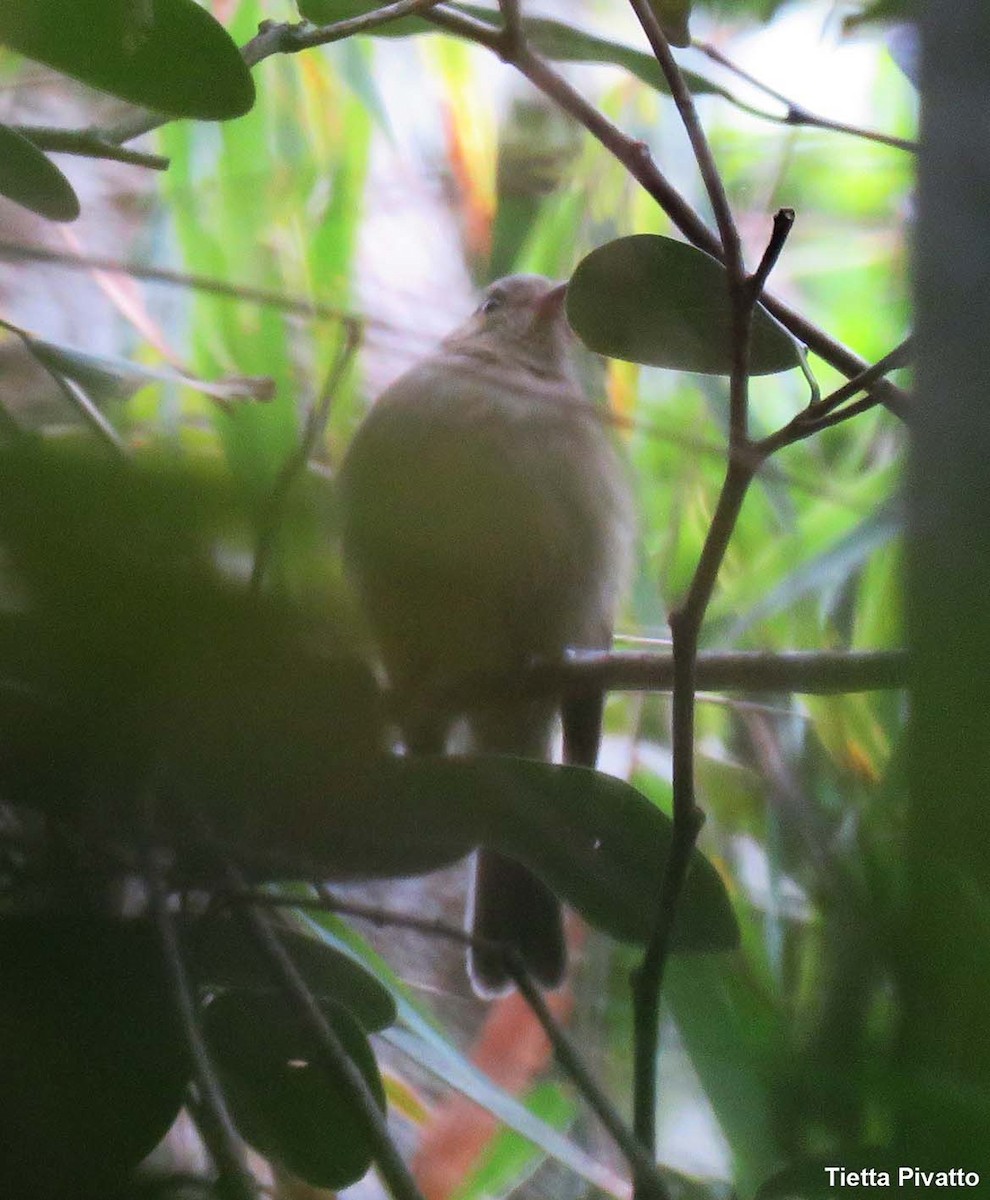 Serra do Mar Tyrant-Manakin - ML643896049