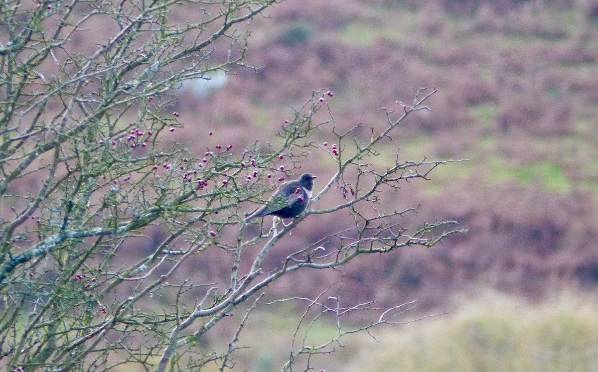 Ring Ouzel - ML643896056