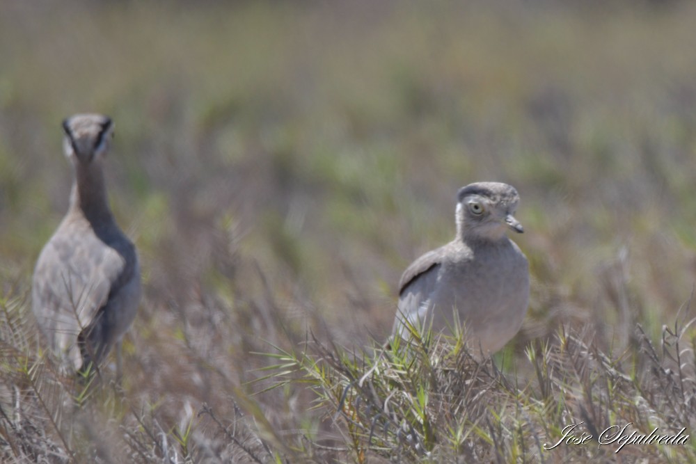 Peruvian Thick-knee - ML643896072
