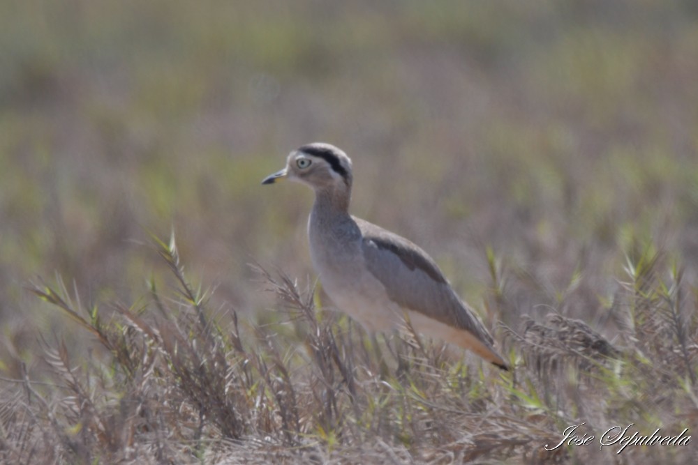 Peruvian Thick-knee - ML643896073