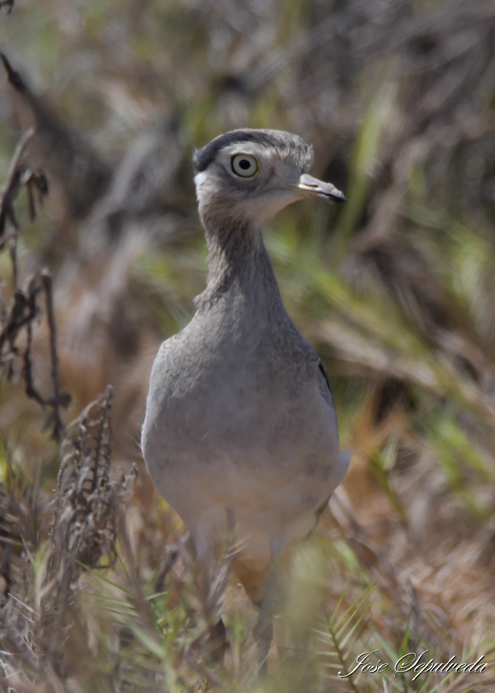 Peruvian Thick-knee - ML643896074