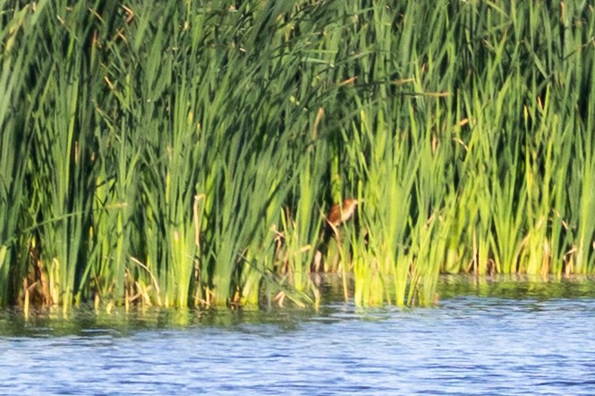Least Bittern - ML643896111