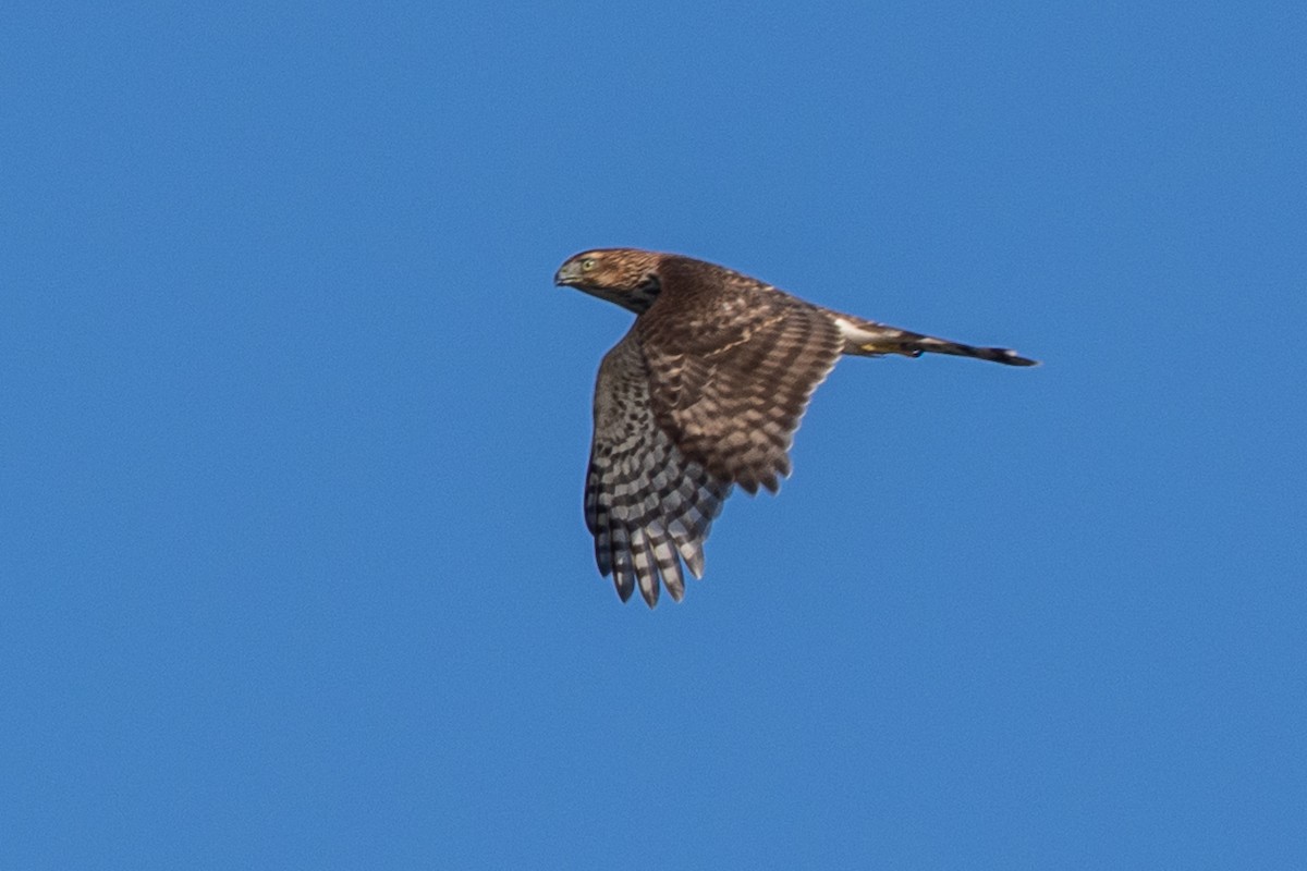 Cooper's Hawk - ML643896119