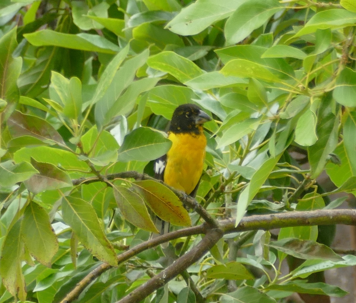 Black-backed Grosbeak (Yellow-rumped) - ML643896121