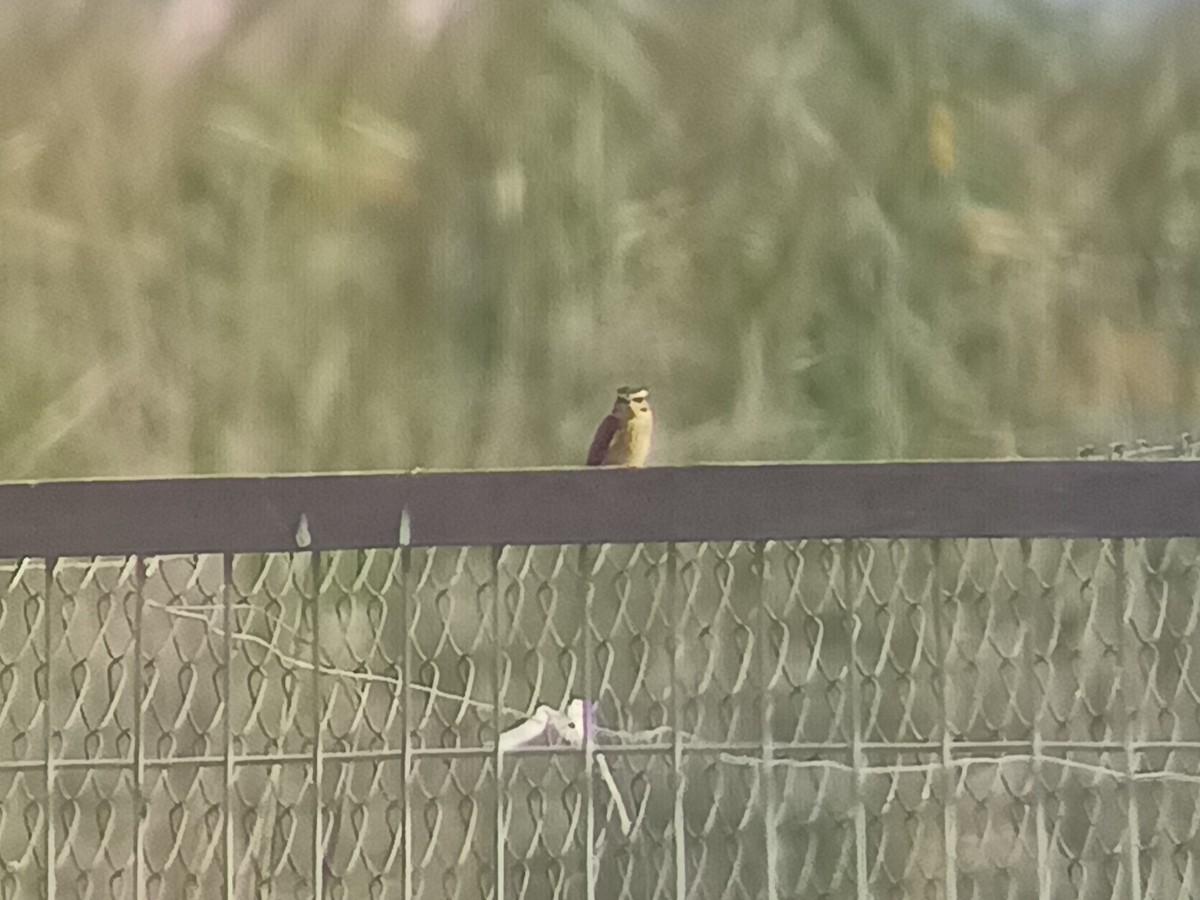 Whinchat - ML643896126