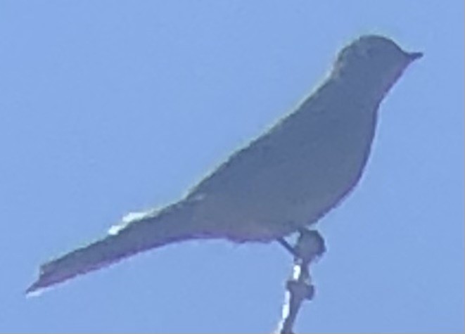 Townsend's Solitaire - ML643896127