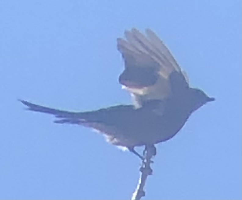 Townsend's Solitaire - ML643896129