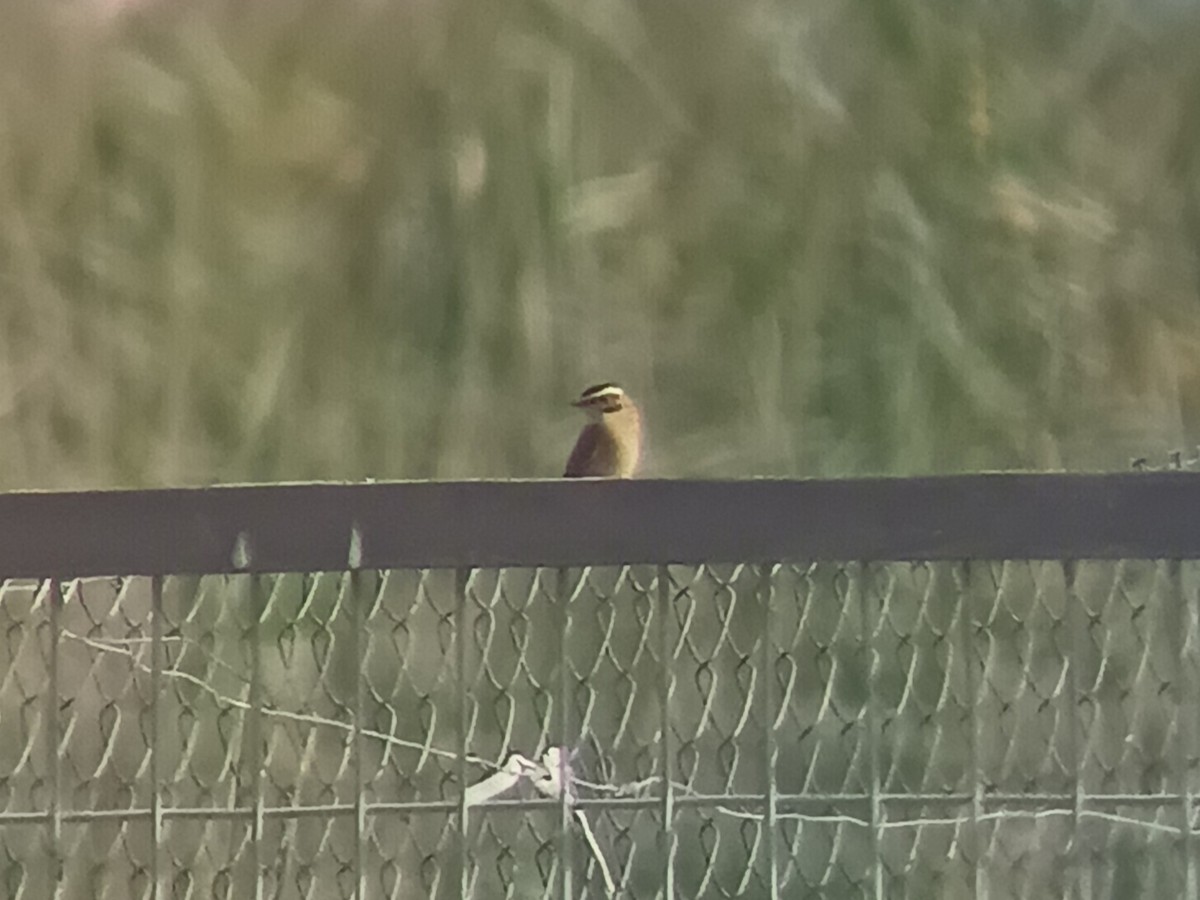 Whinchat - ML643896134