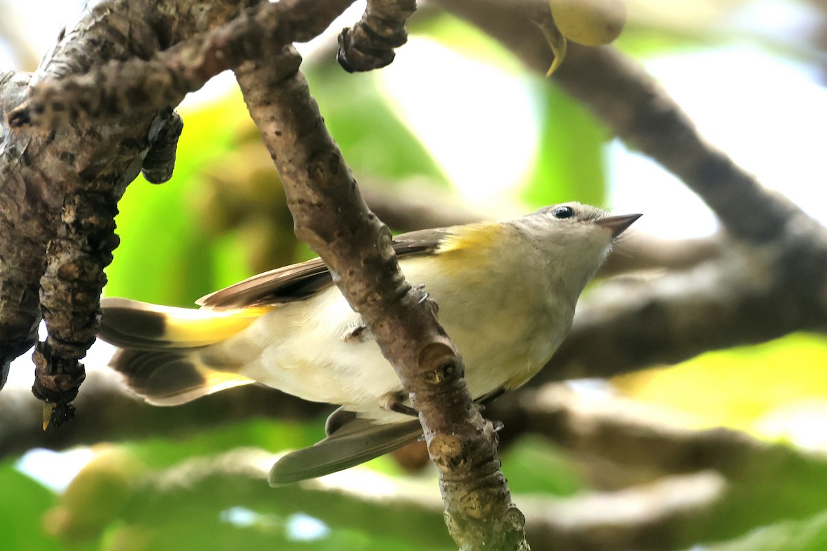 American Redstart - ML643896152